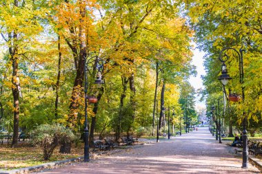 sonbahar sarı ve yeşil ağaçlar ile şehir parkı görünümü geliyor