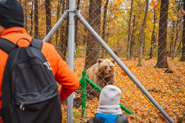 Gros ours brun dans le centre de réadaptation saison d'automne — Photo