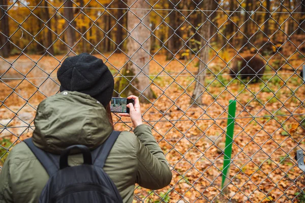 rehabilitasyon merkezinde büyük kahverengi ayı sonbahar sezonu
