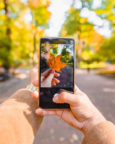 Woman taking picture of yellow maple leaf — Stock Photo, Image