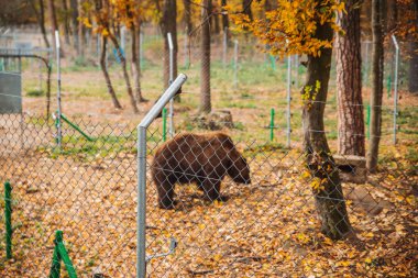 rehabilitasyon merkezinde büyük kahverengi ayı sonbahar sezonu