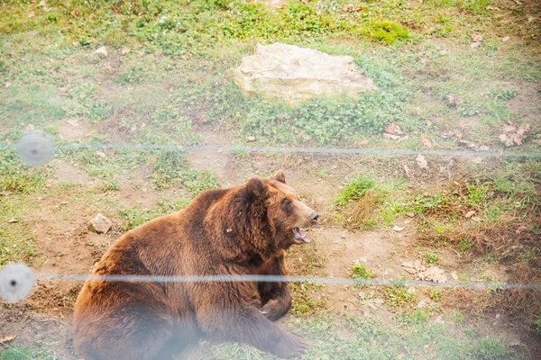 Большой бурый медведь в реабилитационном центре — стоковое фото