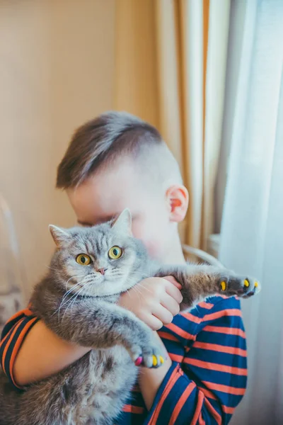 Little toddler boy holding british shorthair cat in hands — Stock Photo, Image