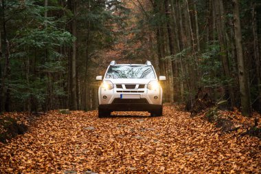 sonbahar ormanda iz yolda beyaz suv araba