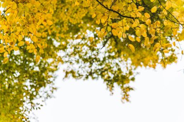 sarı yaprakları sonbahar sonbahar sezonu ile ağaç dalı görünümü