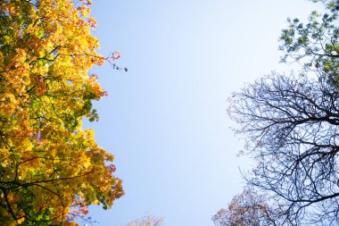 sonbahar yeşil sarı yaprakları ve boş dalları ile ağaç geliyor
