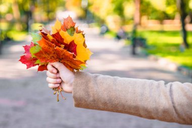 sarı akçaağaç buketi kadın elinde yakın yaprakları