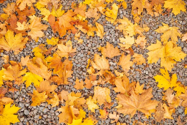 Strada sterrata con foglie di acero giallo — Foto Stock