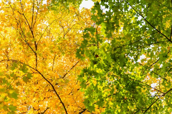 Otoño viene árbol con hojas verdes amarillas y ramas vacías — Foto de Stock