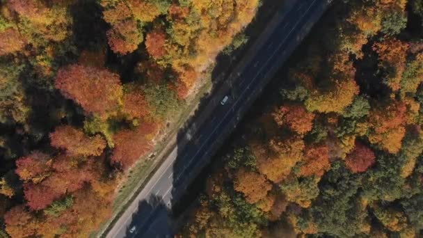 Overhead Visning Motorvejen Efteråret Skov Bil Rejse Koncept – Stock-video