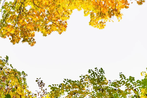 Vista de la rama del árbol con hojas amarillas otoño temporada de otoño — Foto de Stock