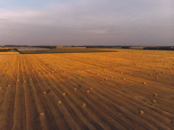 Hava manzaralı günbatımı tarlası sonbahar hasat zamanı — Stok fotoğraf