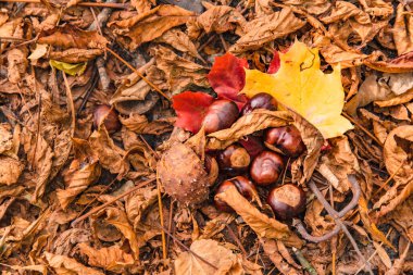 Sarı yapraklı kestaneler yerde.