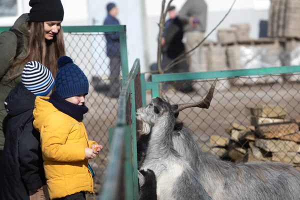 Klein kind voeden geit in contact dierentuin — Stockfoto