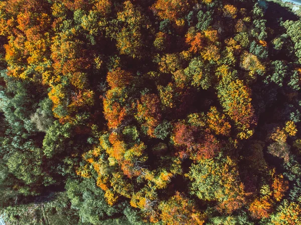 Vista aérea da floresta de outono — Fotografia de Stock