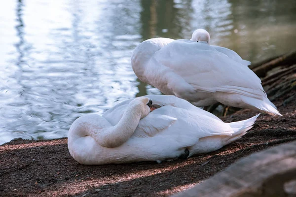 Dos cisnes limpiándose a orillas del lago — Foto de Stock