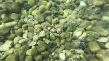 Kayalık deniz tabanının sualtı görüntüsü 