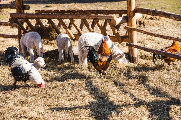 Ovce a kuře na kontaktní zoo farmě — Stock fotografie