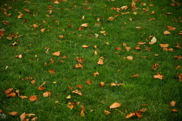 Yellow leaves at green grass copy space — Stock Photo, Image
