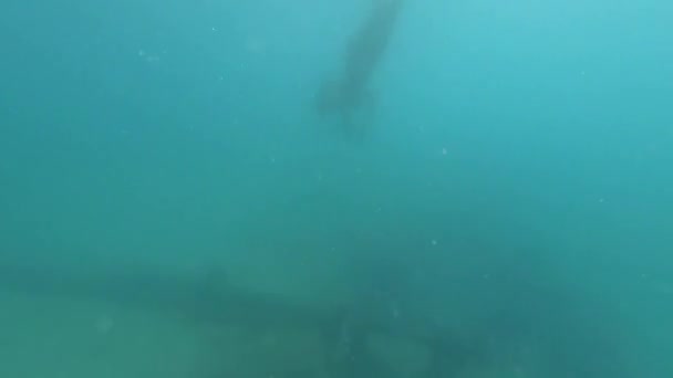 Mujer Nadando Con Máscara Bajo Agua Busca Conchas Marinas Vacaciones — Vídeos de Stock