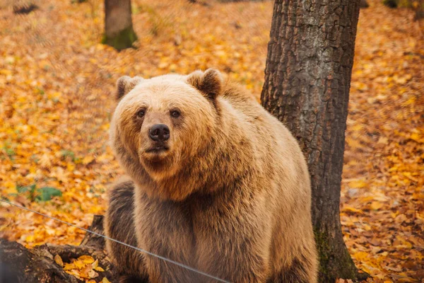 Большой бурый медведь в реабилитационном центре — стоковое фото
