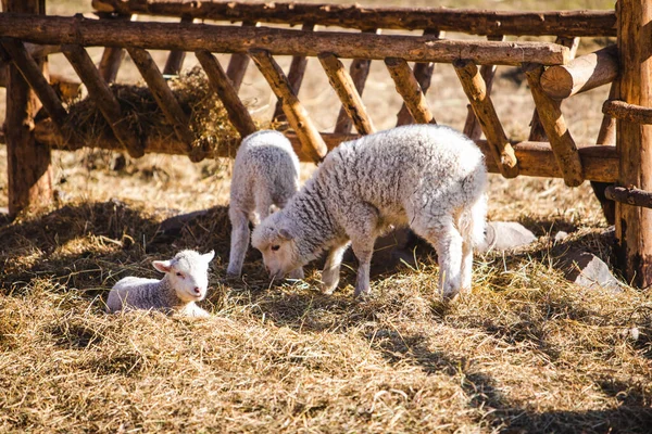 Ovejas en la granja comer heno —  Fotos de Stock