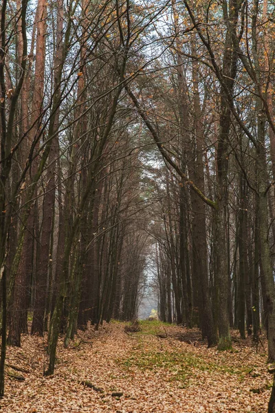 Widok jesienny las opadający sezon — Zdjęcie stockowe