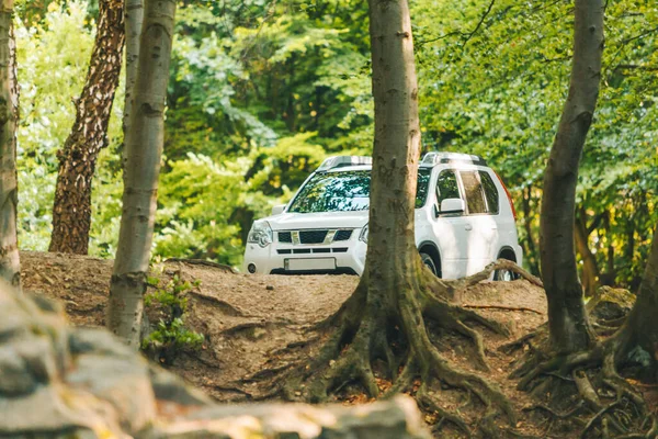 Vit Suv Bil Sommarskogen Terränggående Koncept — Stockfoto