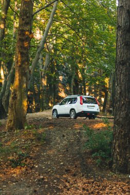 Yaz ormanında beyaz arazi aracı. off road kavramı