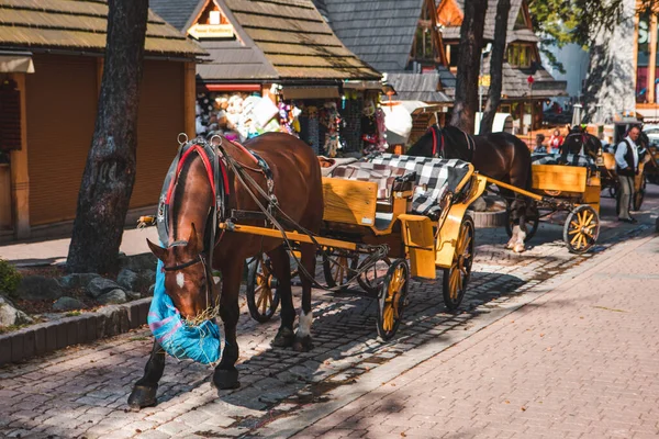 2019年9月13日 波兰Zakopane 人们在中央街道上散步 观赏当地的马 — 图库照片