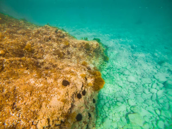 Подводное Дно Видом Море — стоковое фото