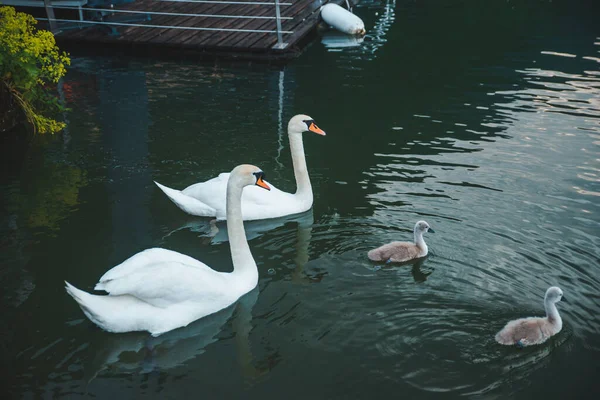 湖の白鳥の家族愛のケアを閉じます — ストック写真