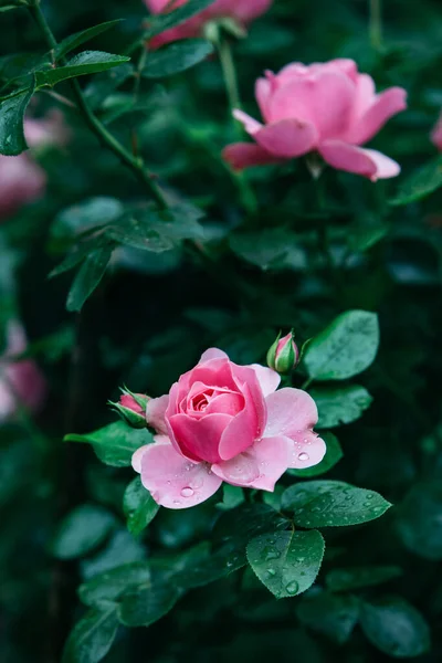 Rosa Blomma Närbild Blommande Tid Kopiera Utrymme — Stockfoto