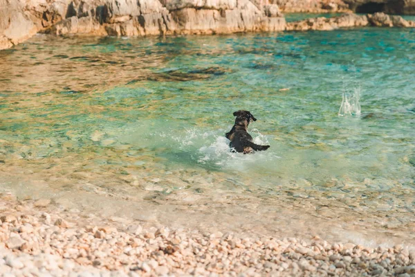 Černý Mokrý Labrador Pes Skalnaté Moře Pláž Letní Čas — Stock fotografie