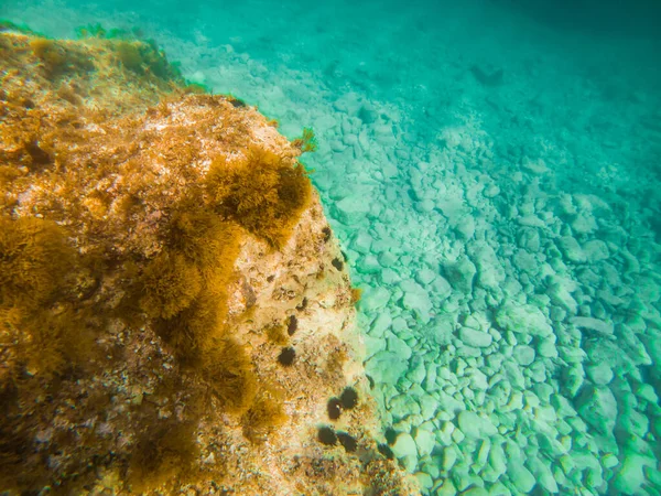 Mare Subacqueo Vista Dal Basso Copia Spazio — Foto Stock