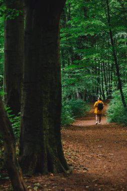 Sarı yağmurluklu gezgin yağmur ormanlarında yürüyüş yapıyor. Boşluğu kopyala