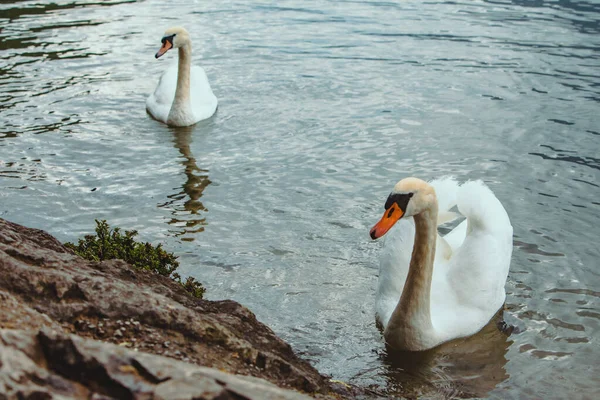 white swan swimming in blue lake water