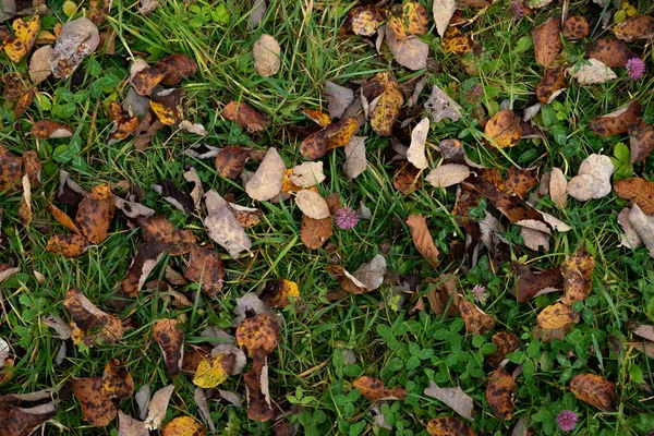 Vista aerea autunno foglie gialle su erba verde — Foto Stock