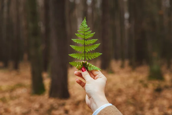 Kvinna Hand Med Röda Naglar Hålla Gul Höst Löv Skog — Stockfoto