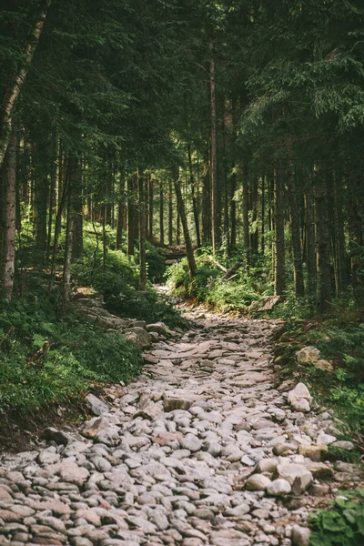 Vedere Traseul Piatră Fundalul Pădurii Adânci — Fotografie, imagine de stoc