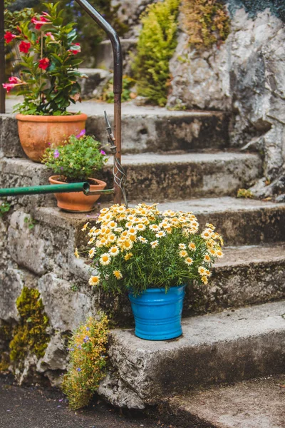 Blumen Töpfen Zur Blütezeit Hinterhof — Stockfoto