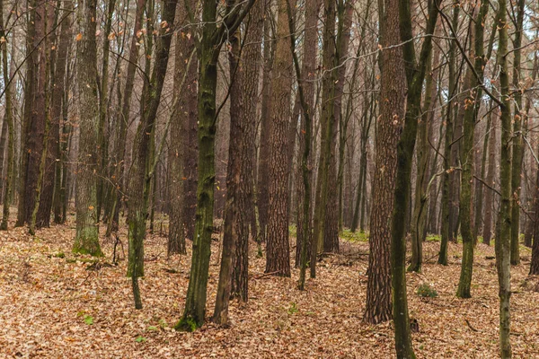 Widok Jesiennego Lasu Objętych Sezonem Przestrzeń Kopia — Zdjęcie stockowe