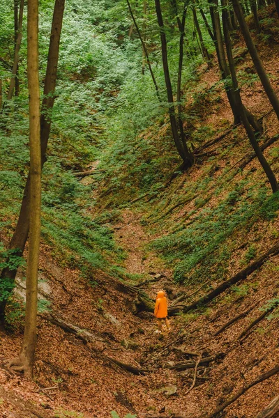 Egy Férfi Sárga Esőkabátban Túrázik Erdőben Másolás Helye — Stock Fotó