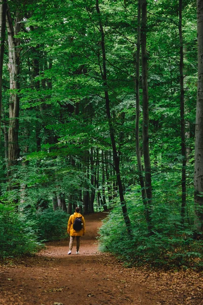 Homem Viajante Amarelo Capa Chuva Caminhadas Pela Floresta Chuvosa Espaço — Fotografia de Stock