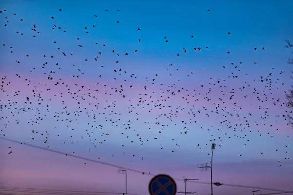 鸟群在蓝天夜空中的景象 — 图库照片