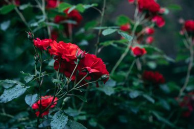 kırmızı güller kopyalama alanını kapat
