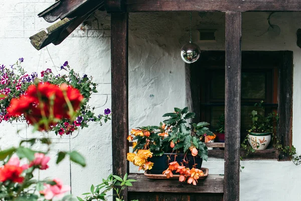 Blumen Töpfen Zur Blütezeit Hinterhof — Stockfoto