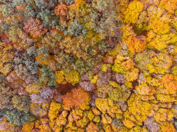 Vista Aérea Floresta Outono Com Folhas Amarelas Árvores — Fotografia de Stock