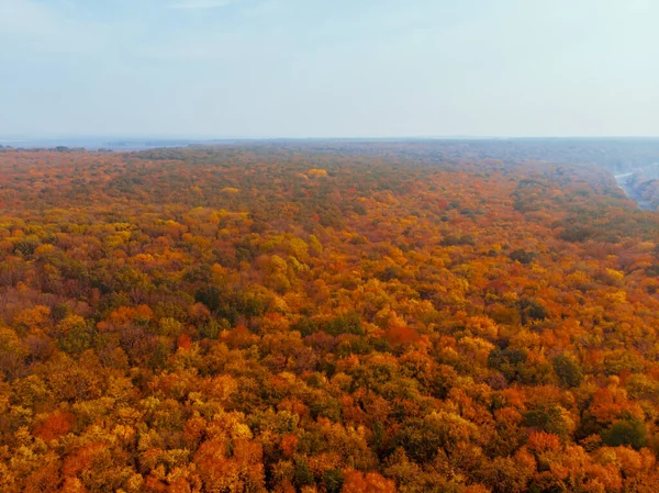 Vista Aérea Floresta Outono Com Folhas Amarelas Árvores — Fotografia de Stock