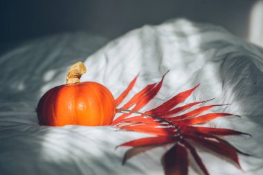 Beyaz çarşaflı sarı balkabağı. Boşluğu kopyala